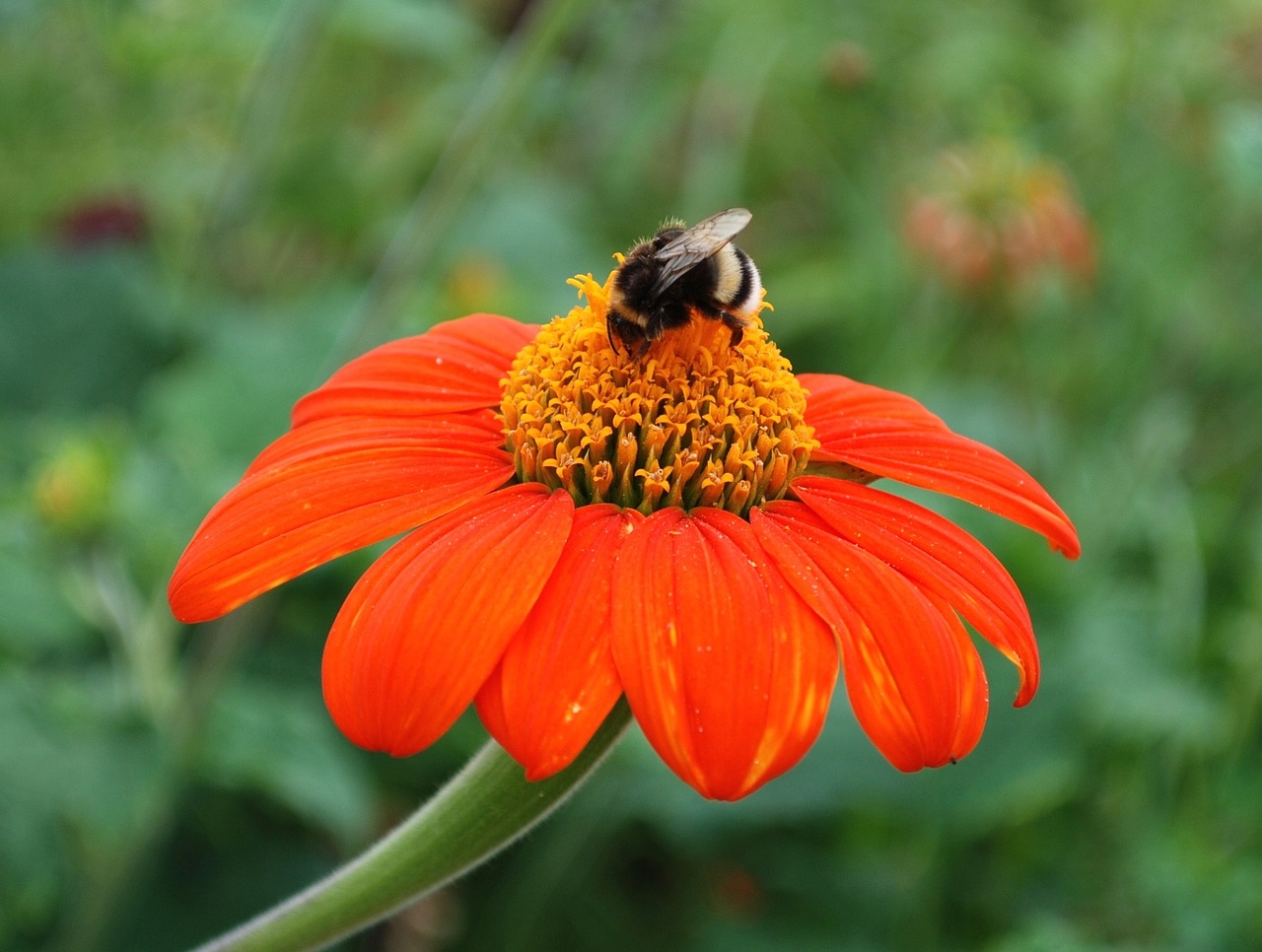 flower bee insect free photo