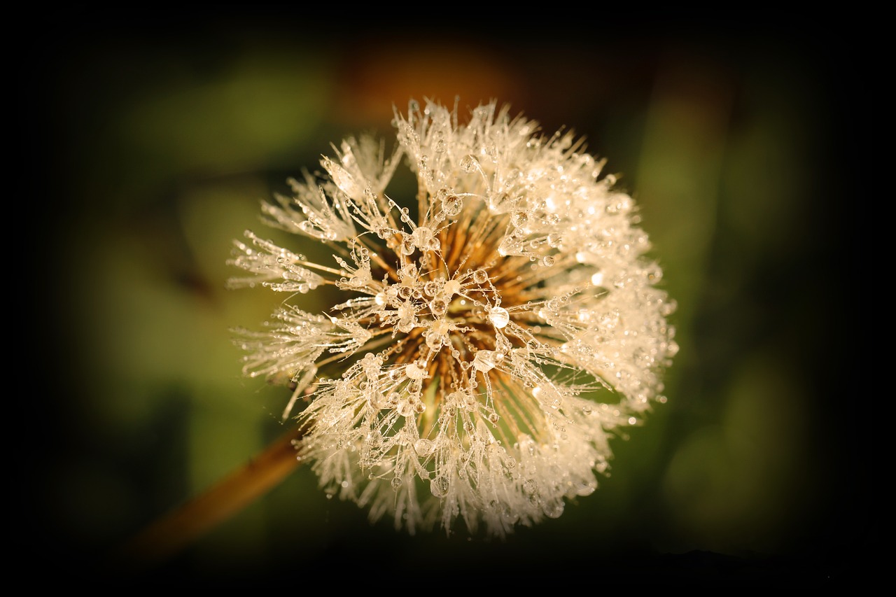 flower dew dewdrop free photo