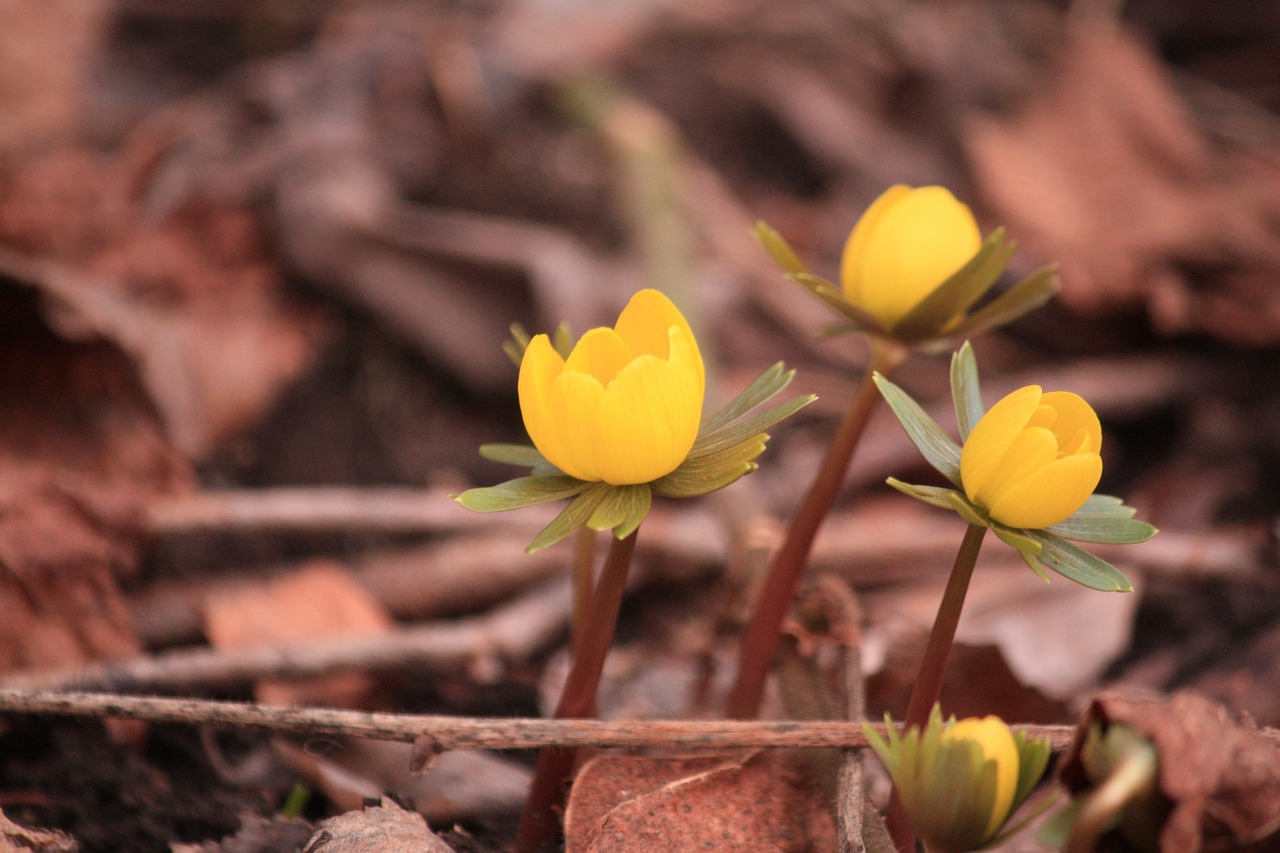 flower spring yellow free photo