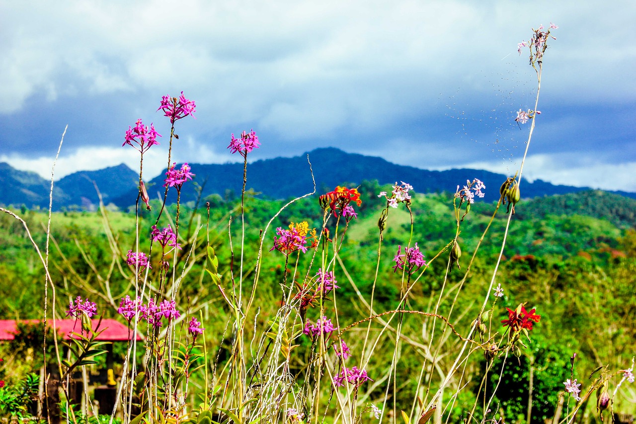 flower landscape mountain free photo