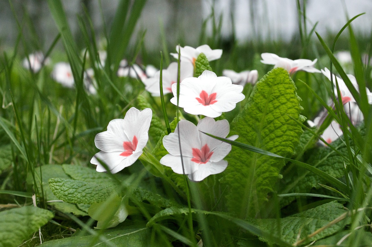 flower nature spring free photo