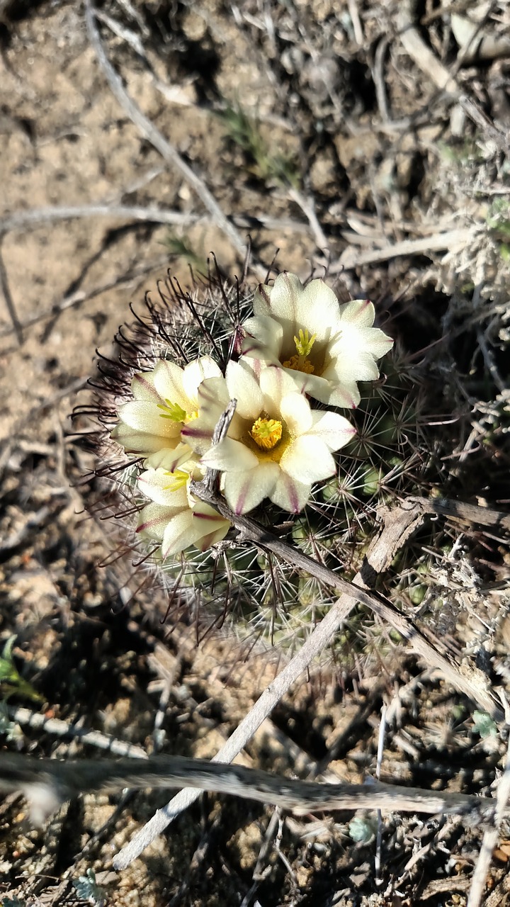 flower cactus nature free photo