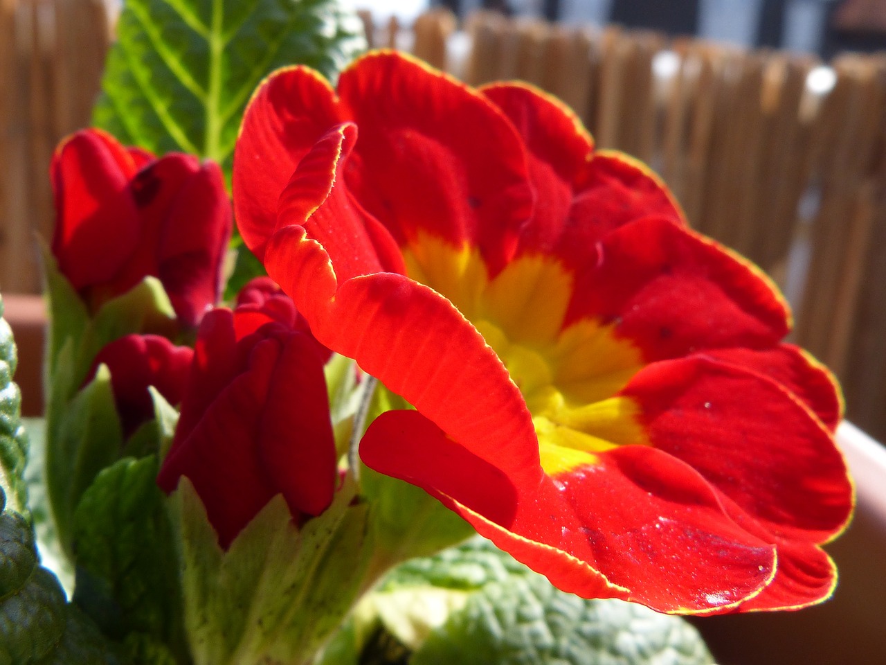 blossom bloom red free photo