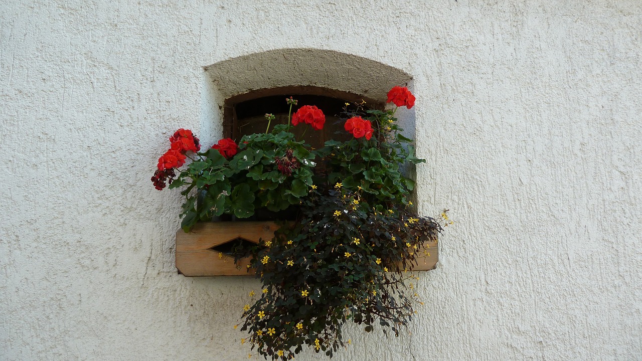 flower flowers window free photo