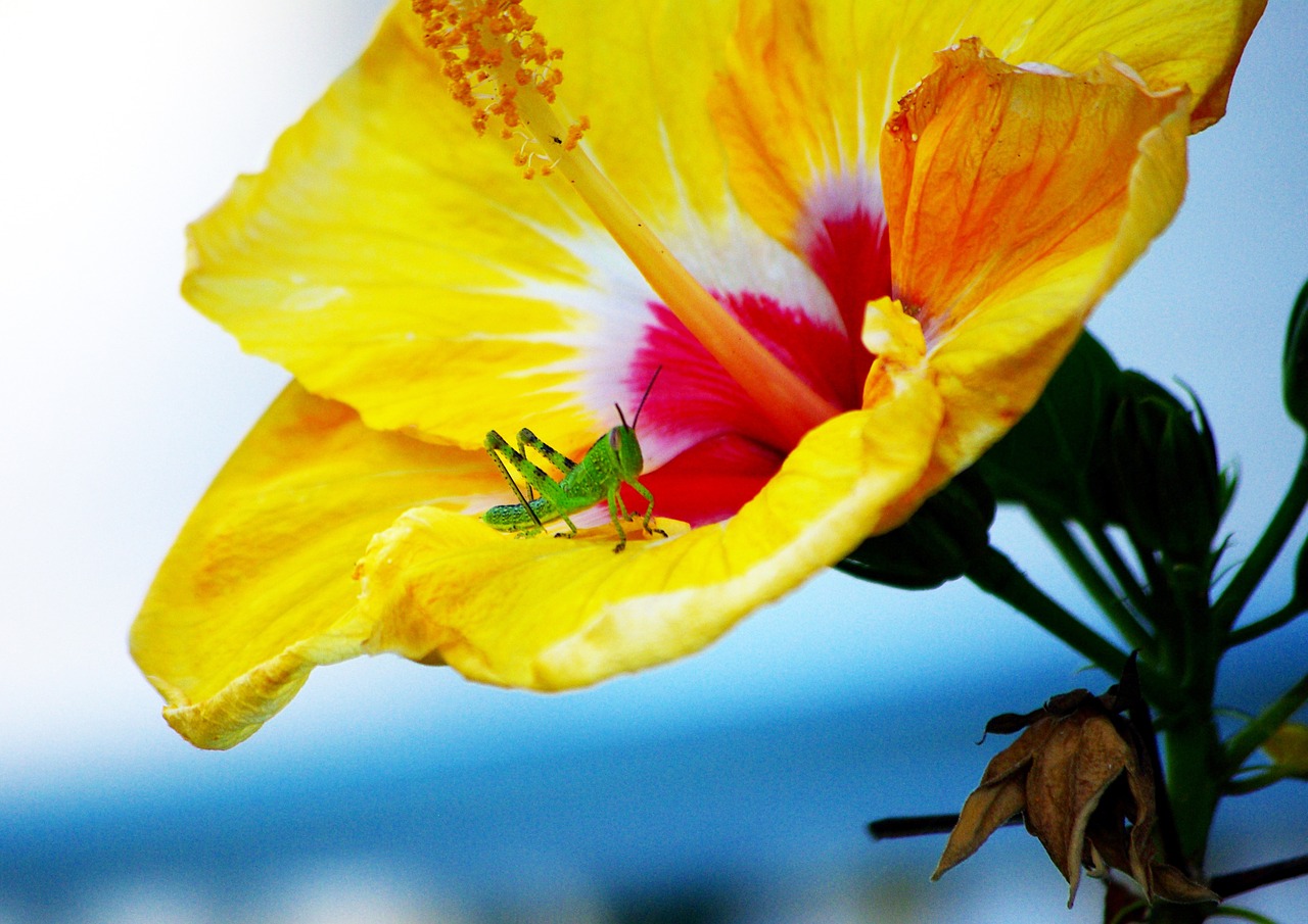 flower grasshopper nature free photo