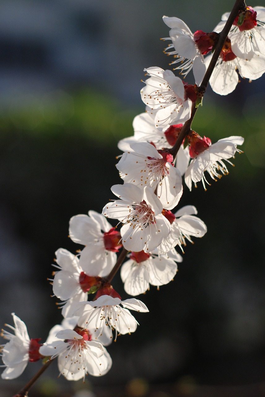 flower peach blossom spring free photo