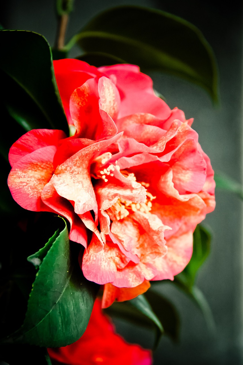 flower camellia light free photo