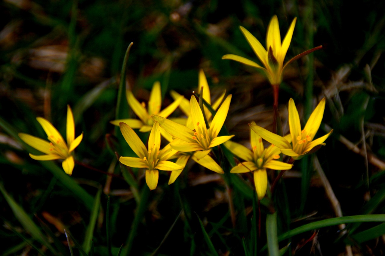 flower yellow spring free photo