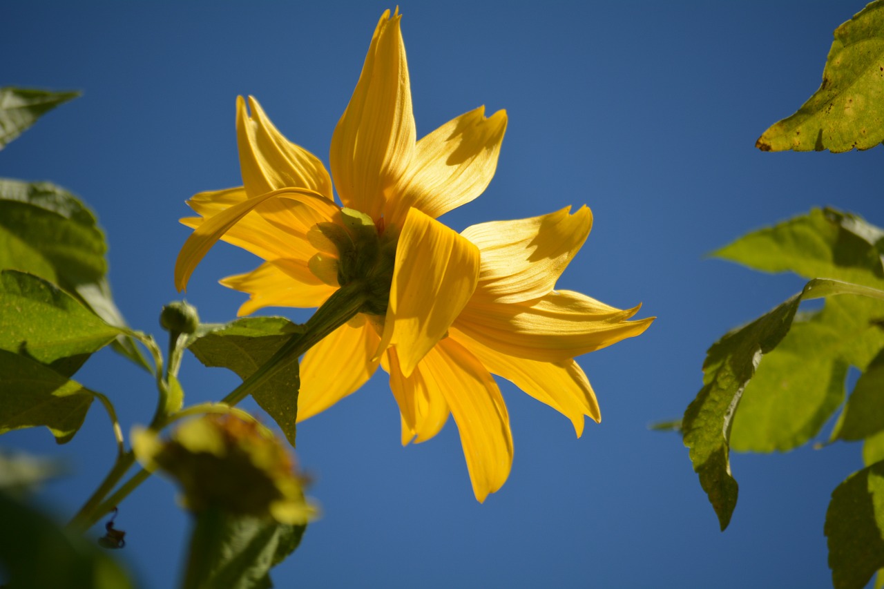 flower sky blue sky free photo