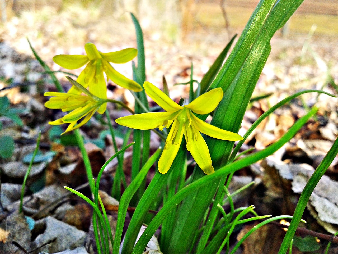 flower yellow green free photo