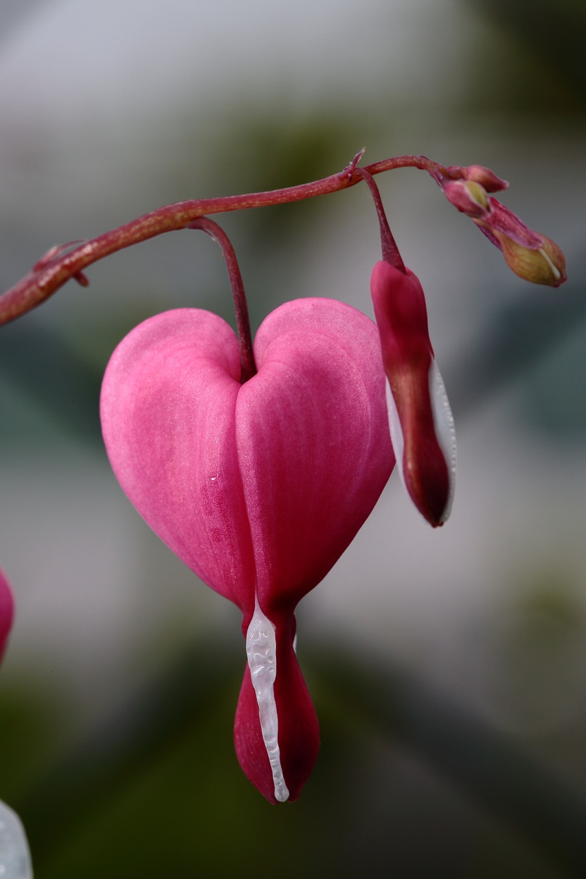 flower heart detail free photo