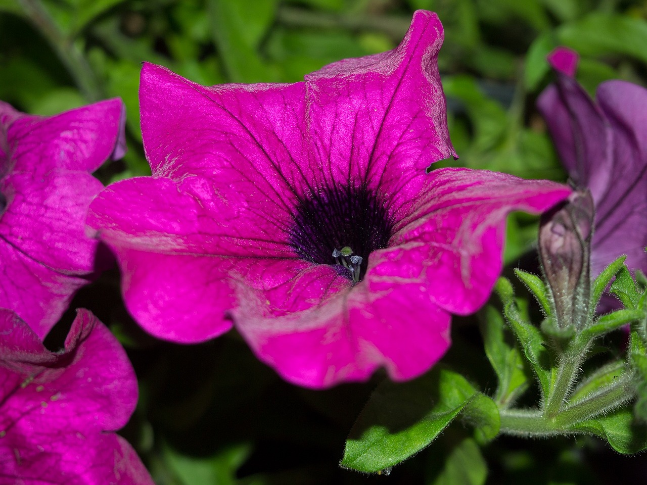 flower violet plant free photo