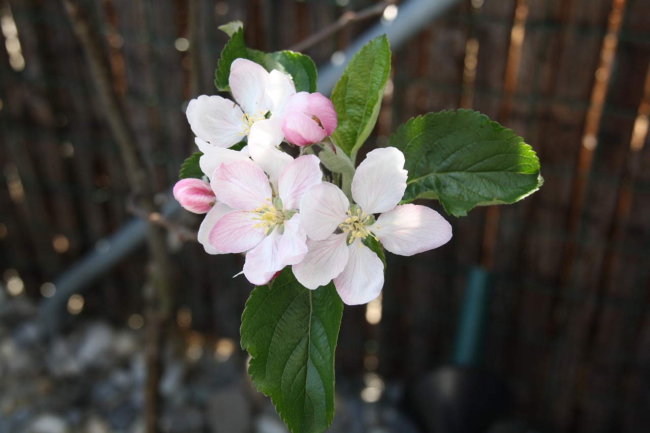 flower plant white free photo