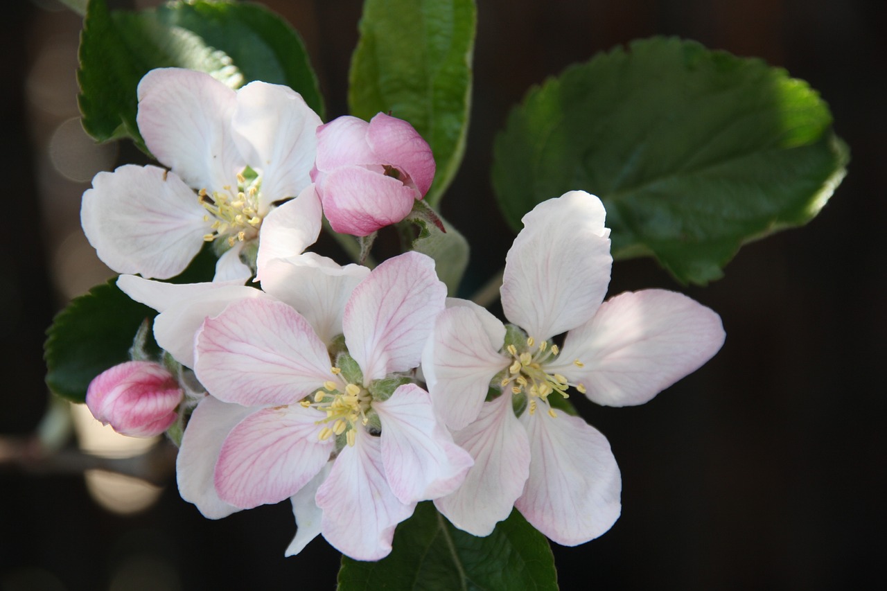 flower plant blossom free photo