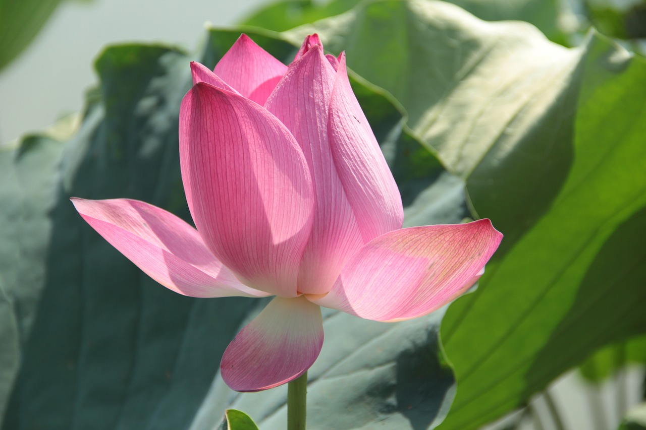 flower lotus lotus leaf free photo