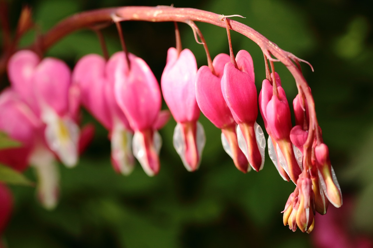 flower spring bleeding free photo