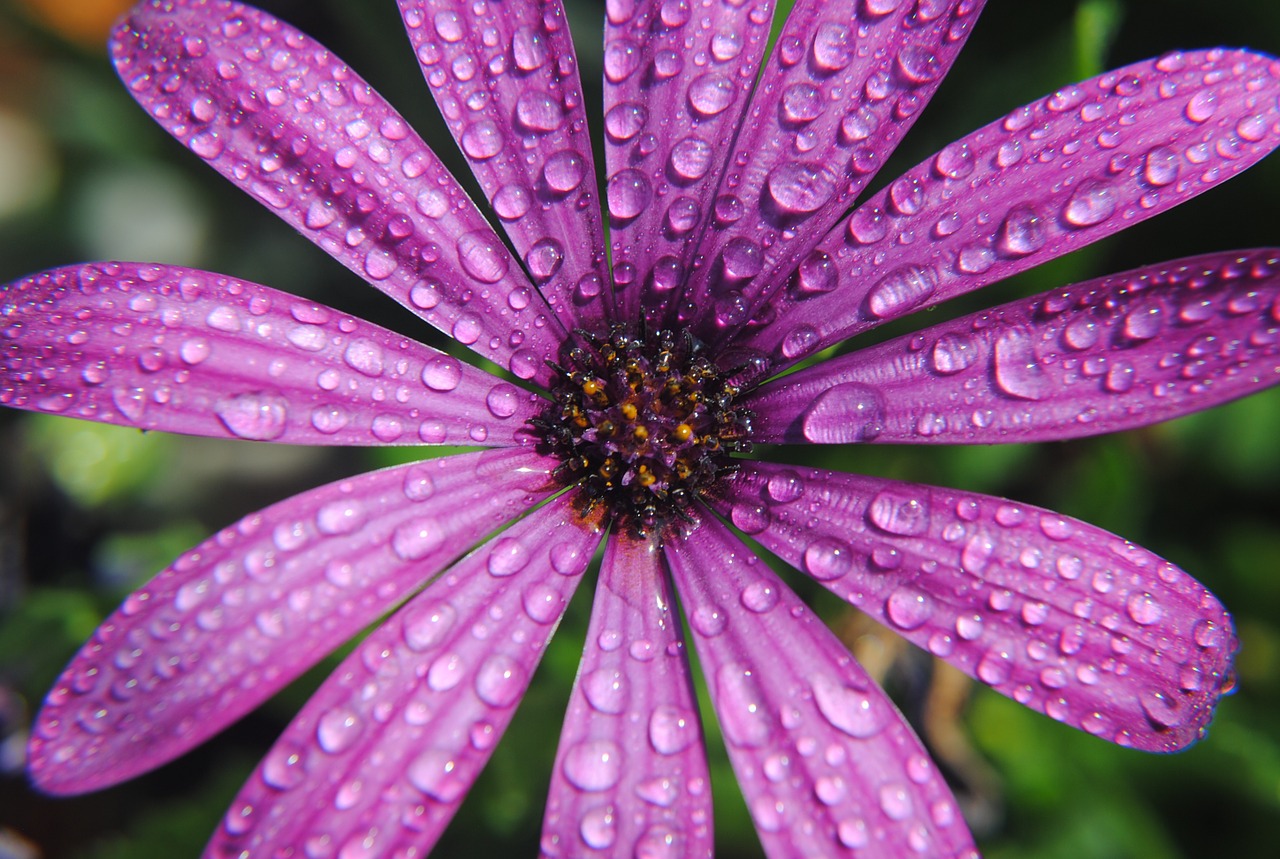 flower summer drops free photo