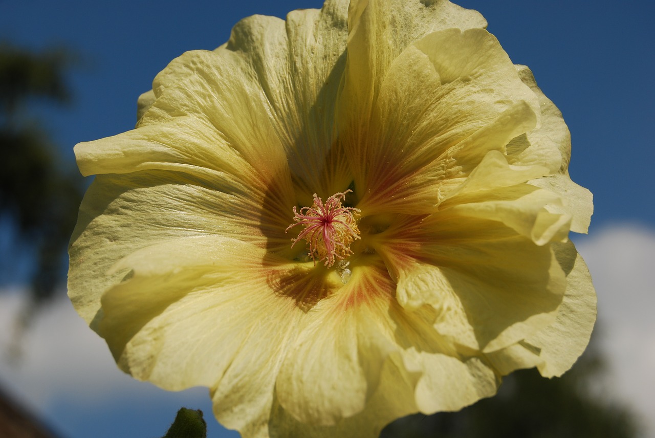 flower yellow plant free photo