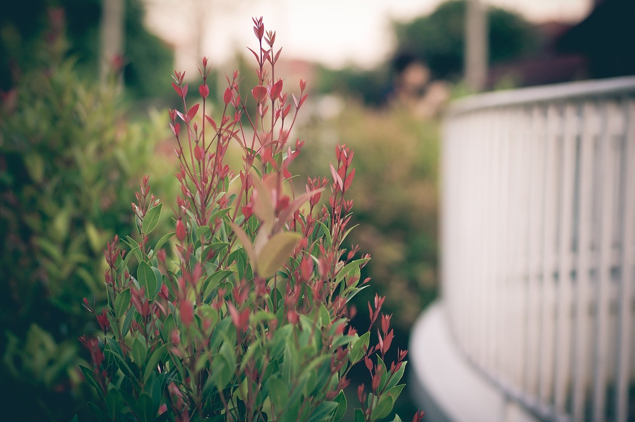 flower outside red free photo