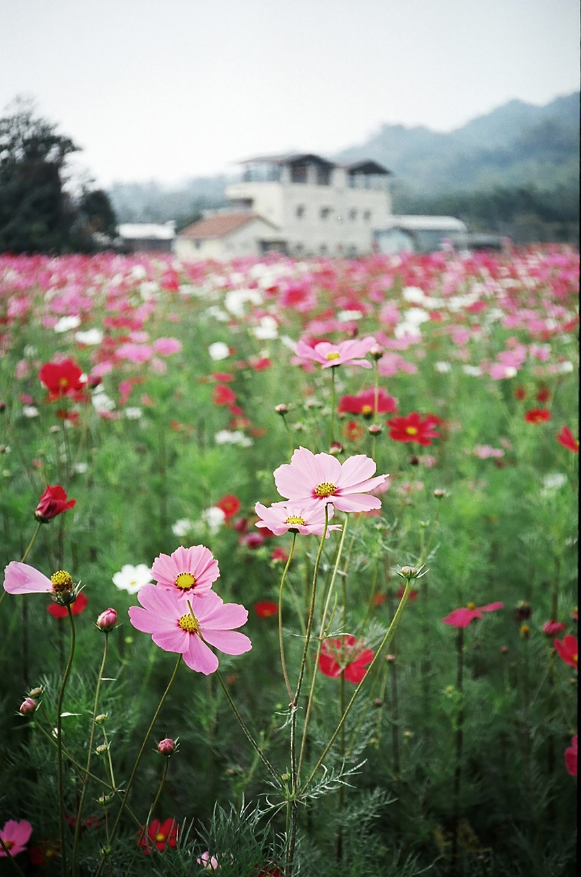 flower country spring free photo