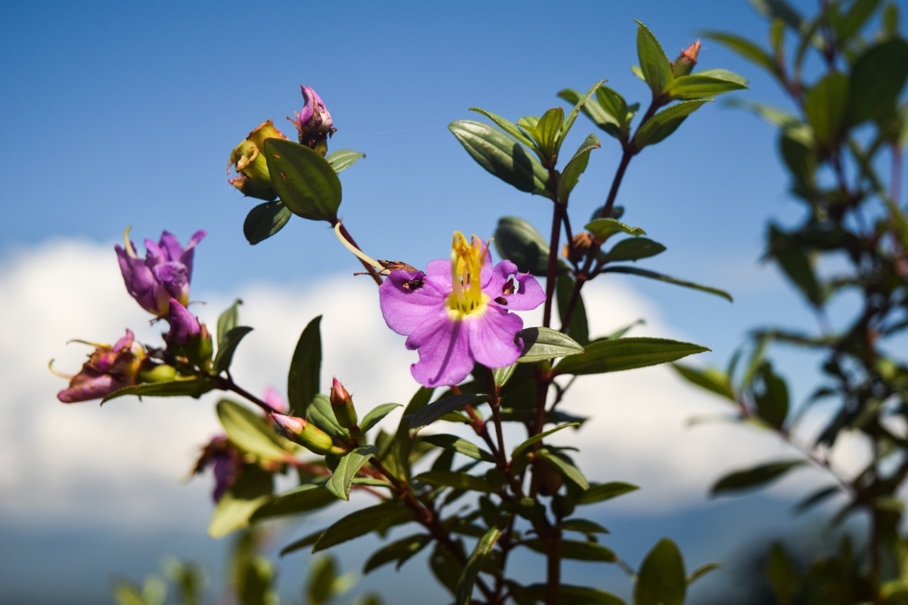 flower violet nature free photo