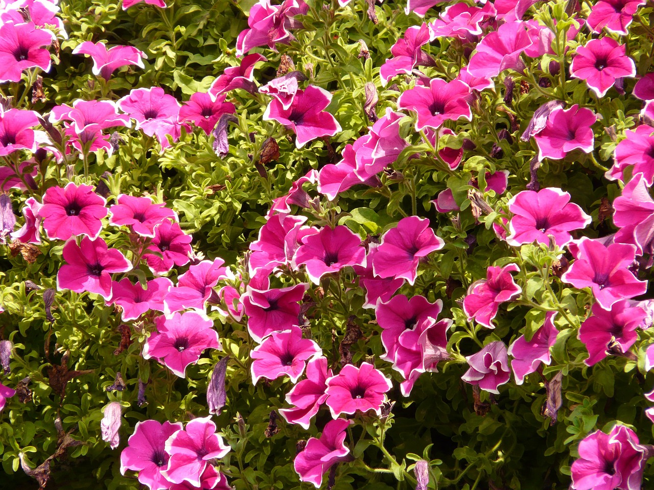 flower nature plant free photo