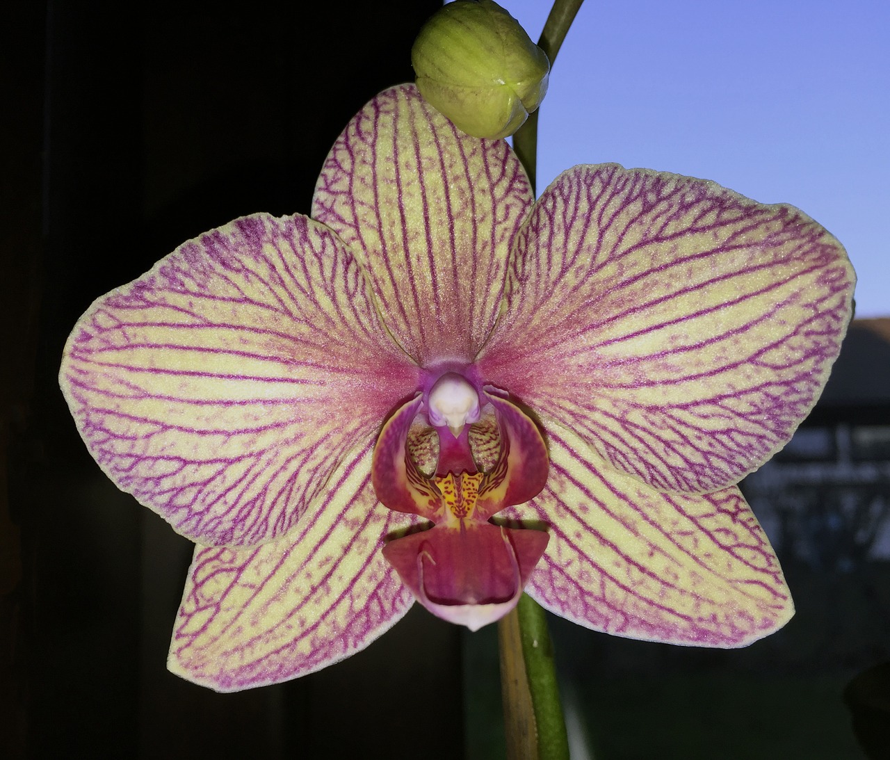 flower orchid striped free photo