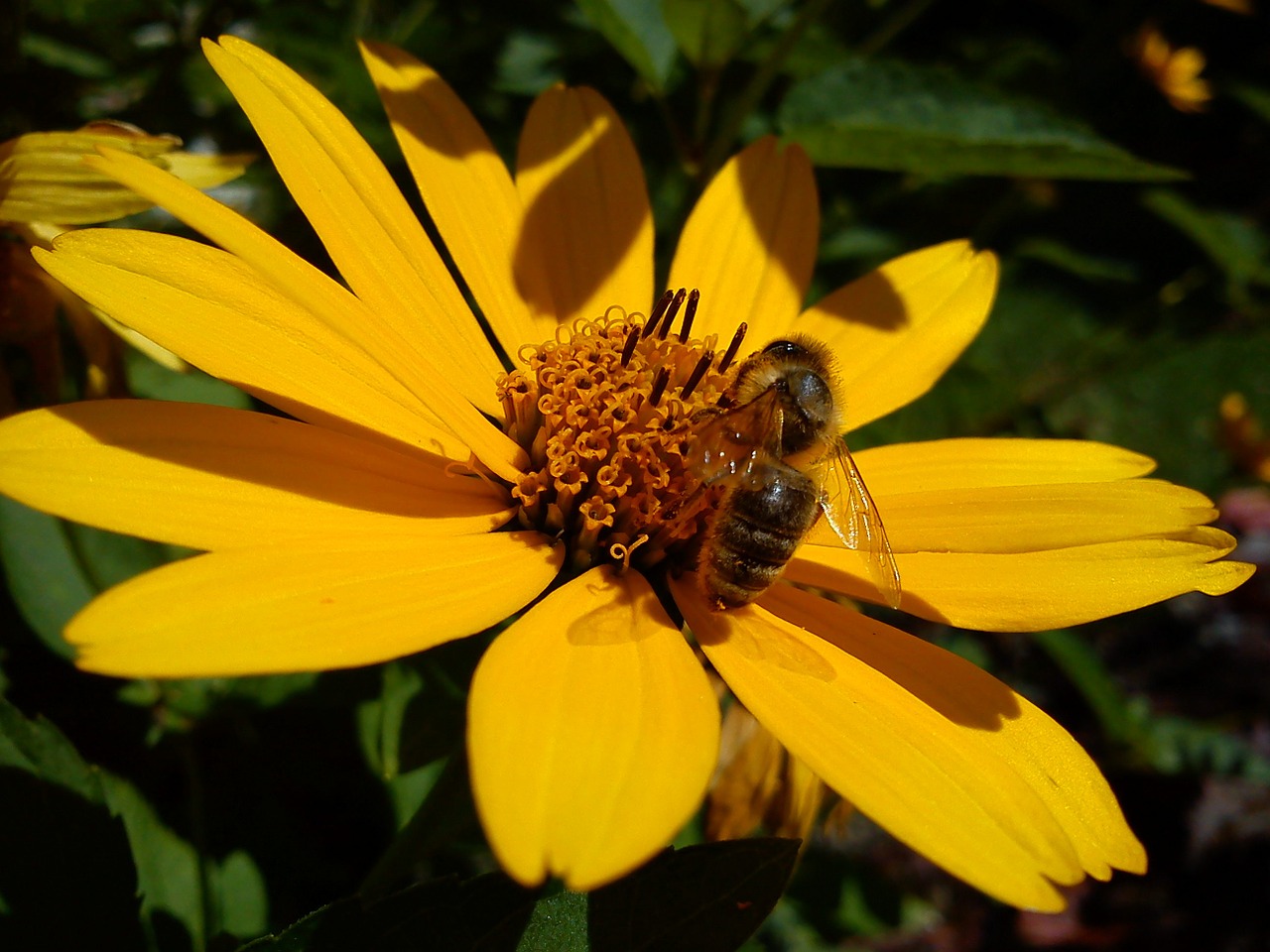 flower bee blossom free photo