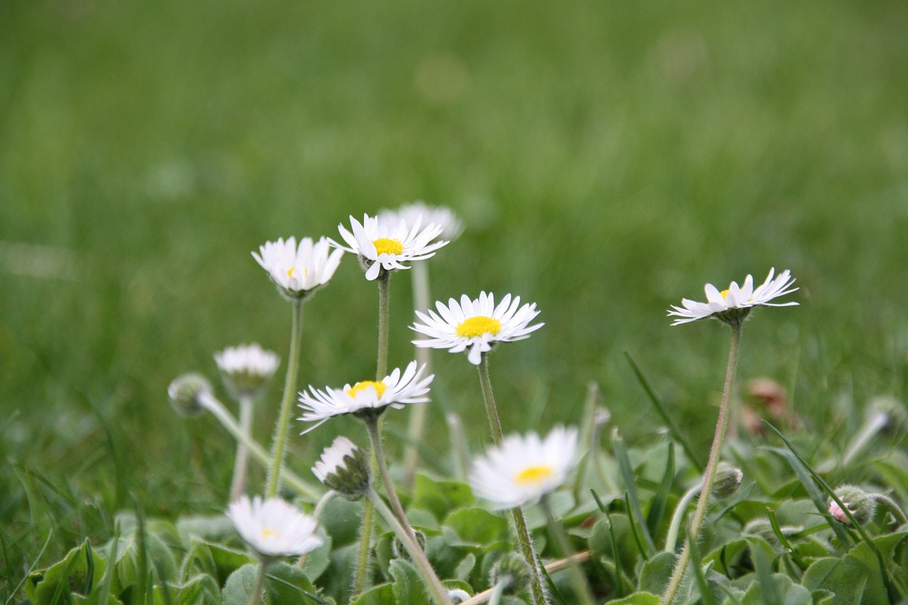 flower plant daisy free photo