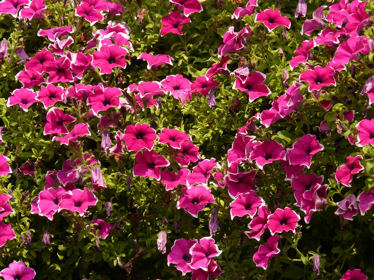 flower nature plant free photo