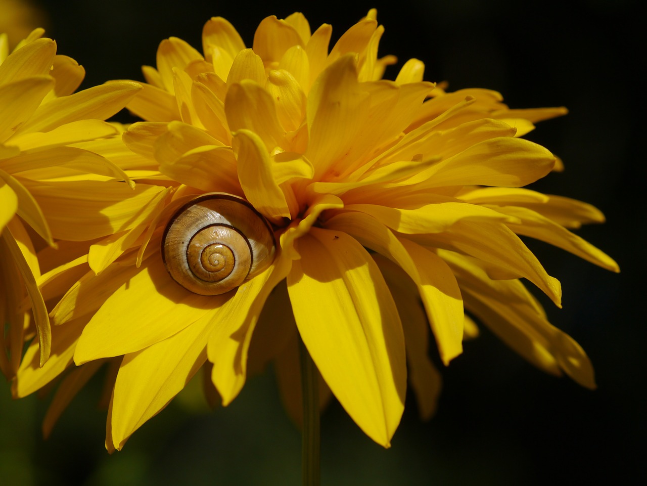 flower snail yellow free photo