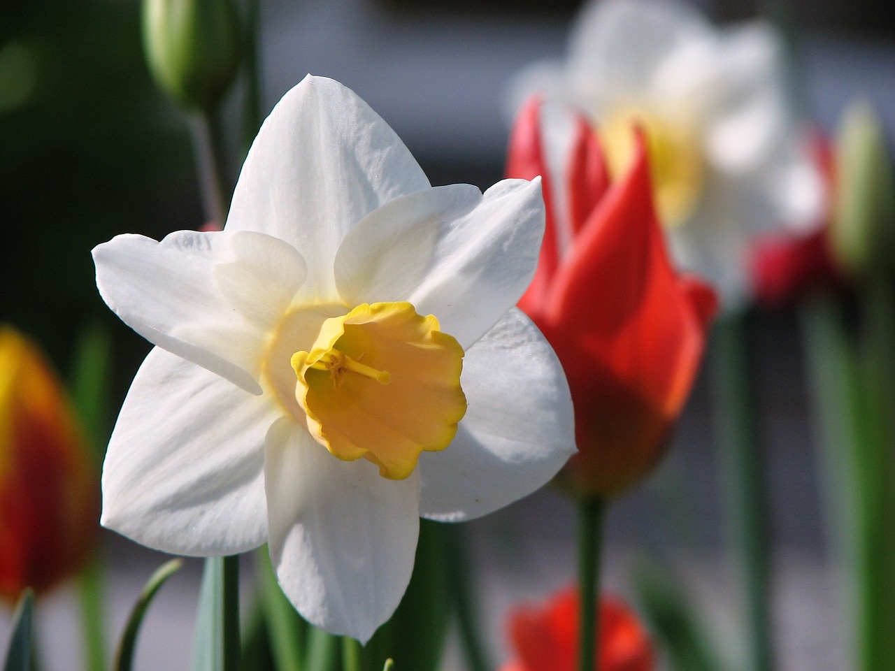 flower narcissus spring free photo