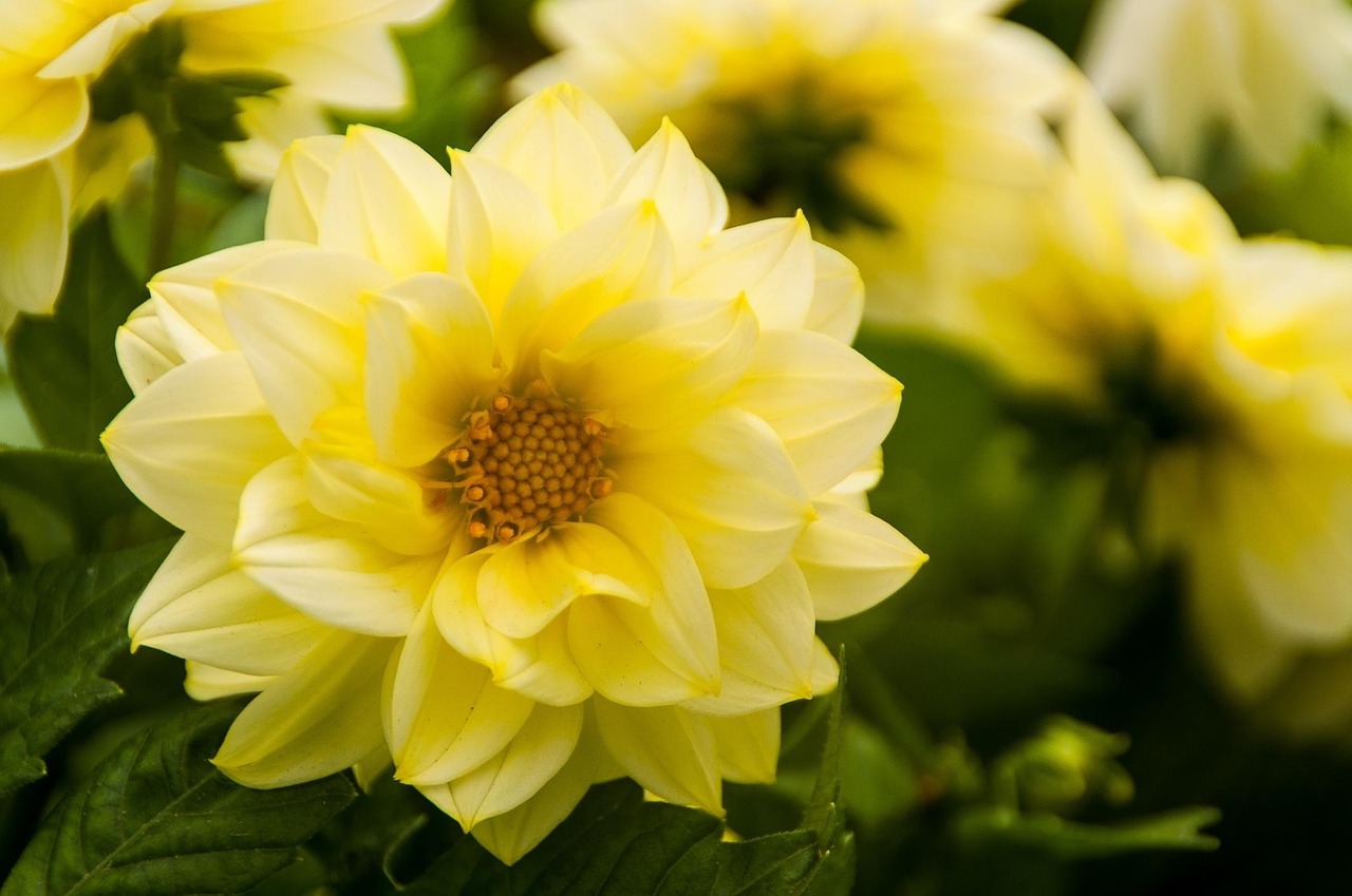 flower yellow hyacinth free photo