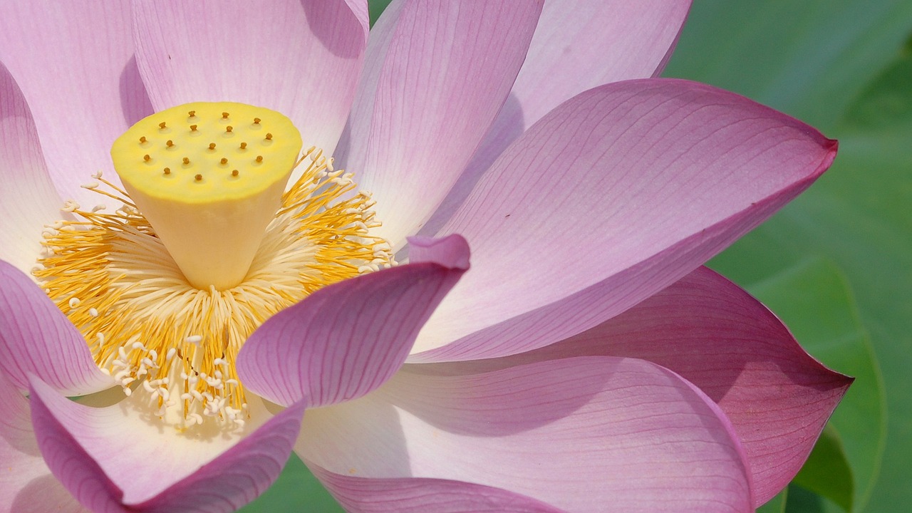 blossom bloom lotus free photo