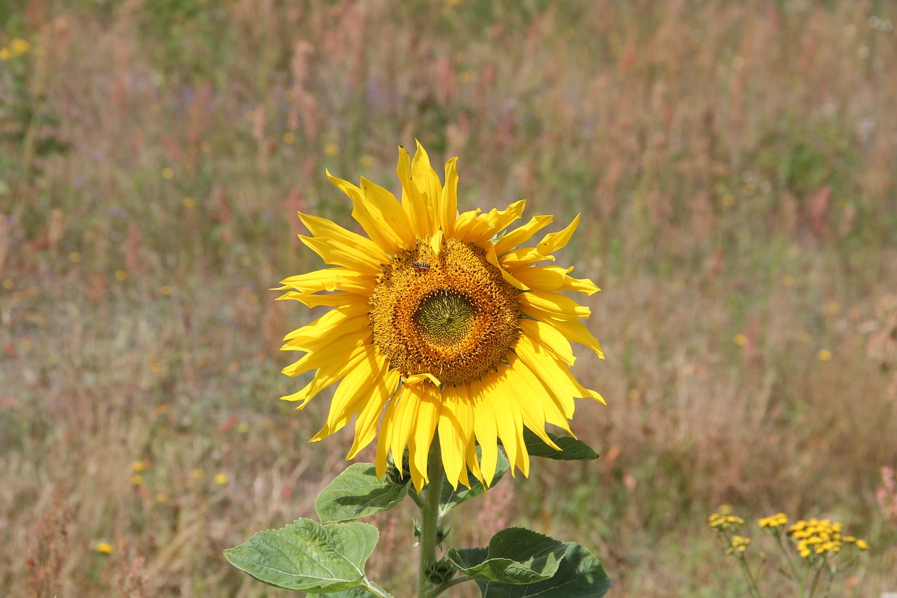 flower sunflower plant free photo