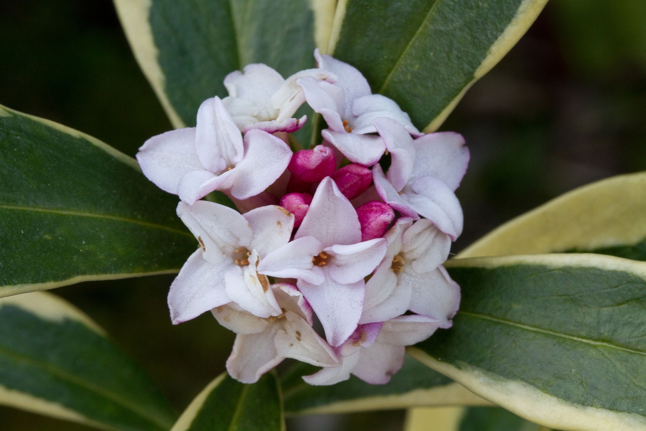 flower macro gardening free photo