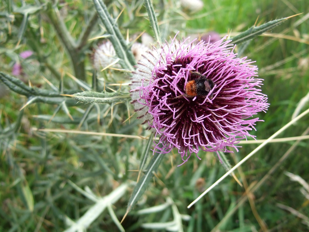 flower color purple free photo