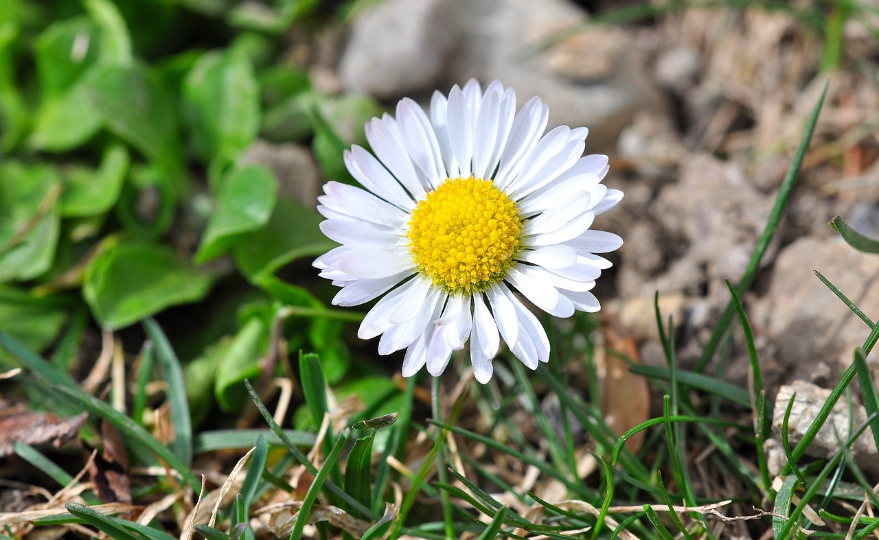 flower daisy geese flower free photo