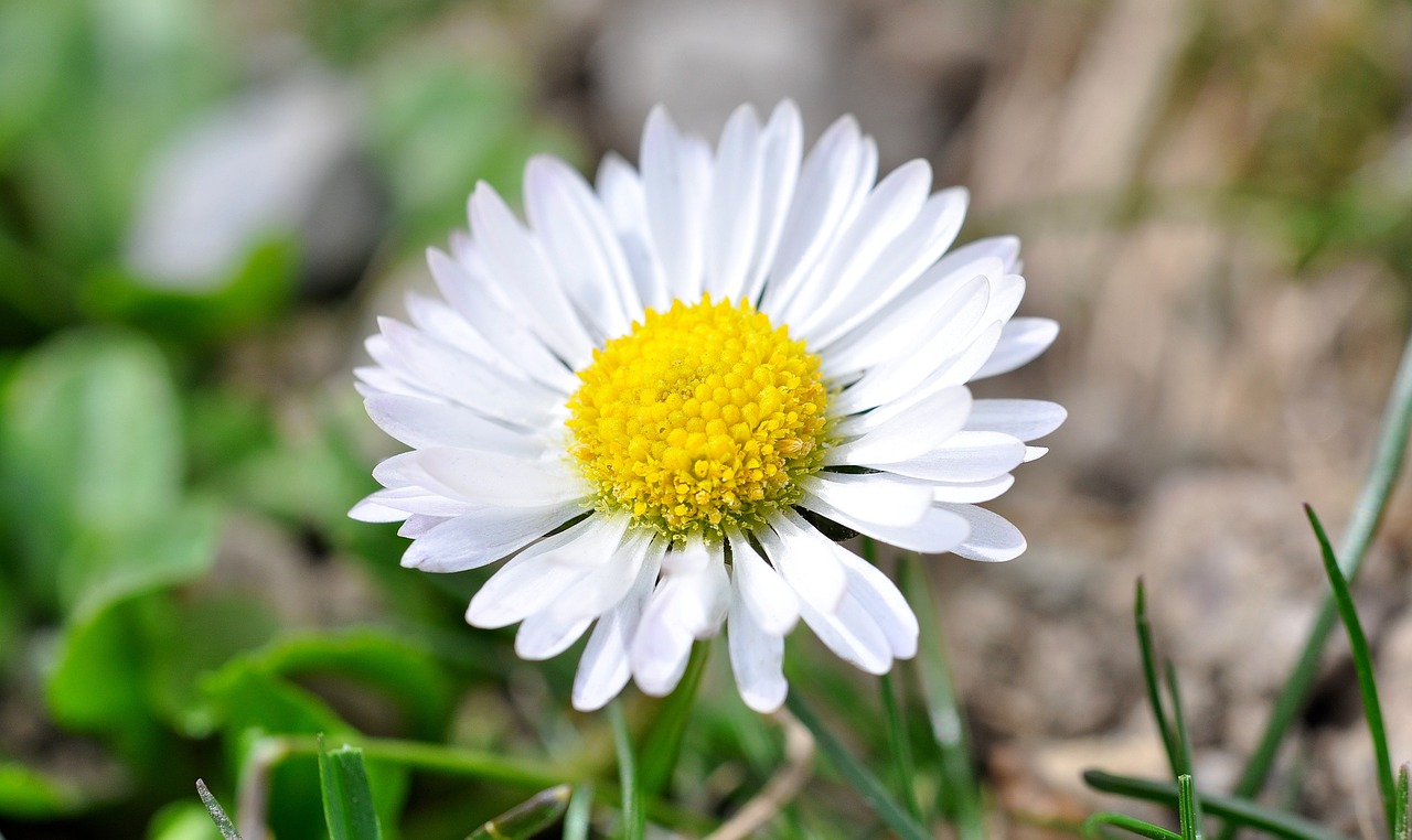 flower blossom bloom free photo