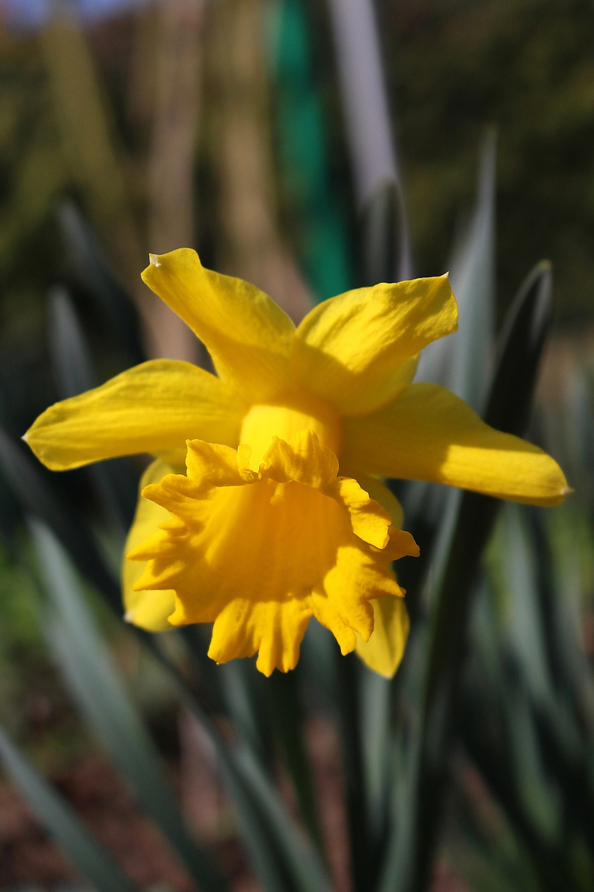 flower yellow daffodil free photo