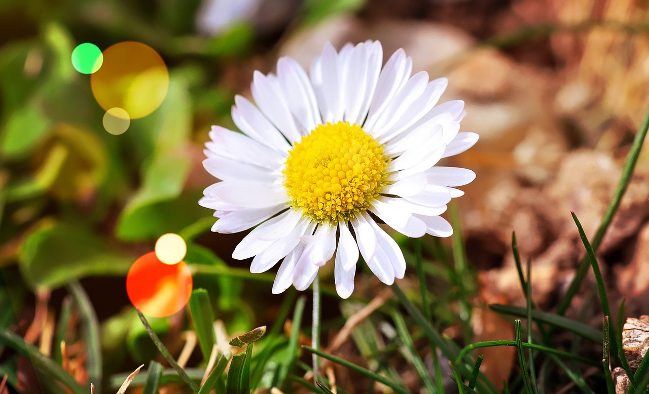 flower daisy white free photo