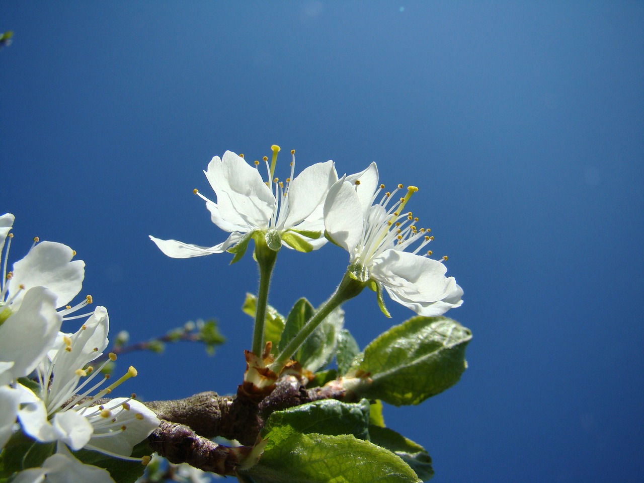 flower apple blossom himmel free photo