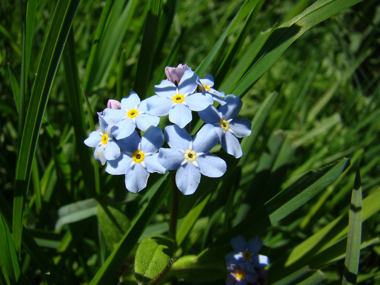 flower bed forget me not free photo