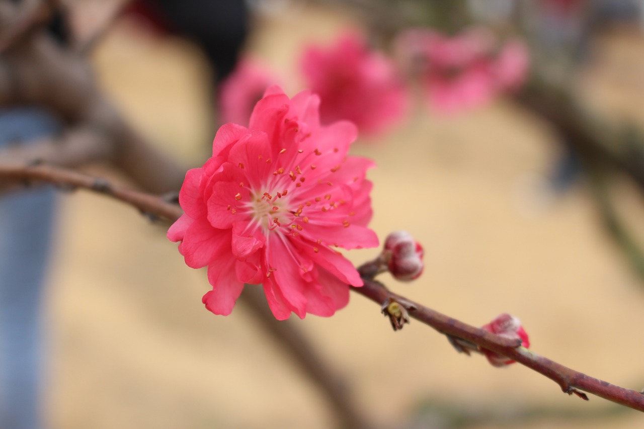 flower peach blossom the scenery free photo