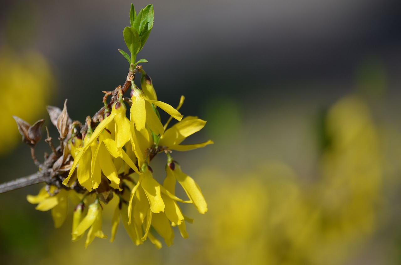 flower bloom spring free photo