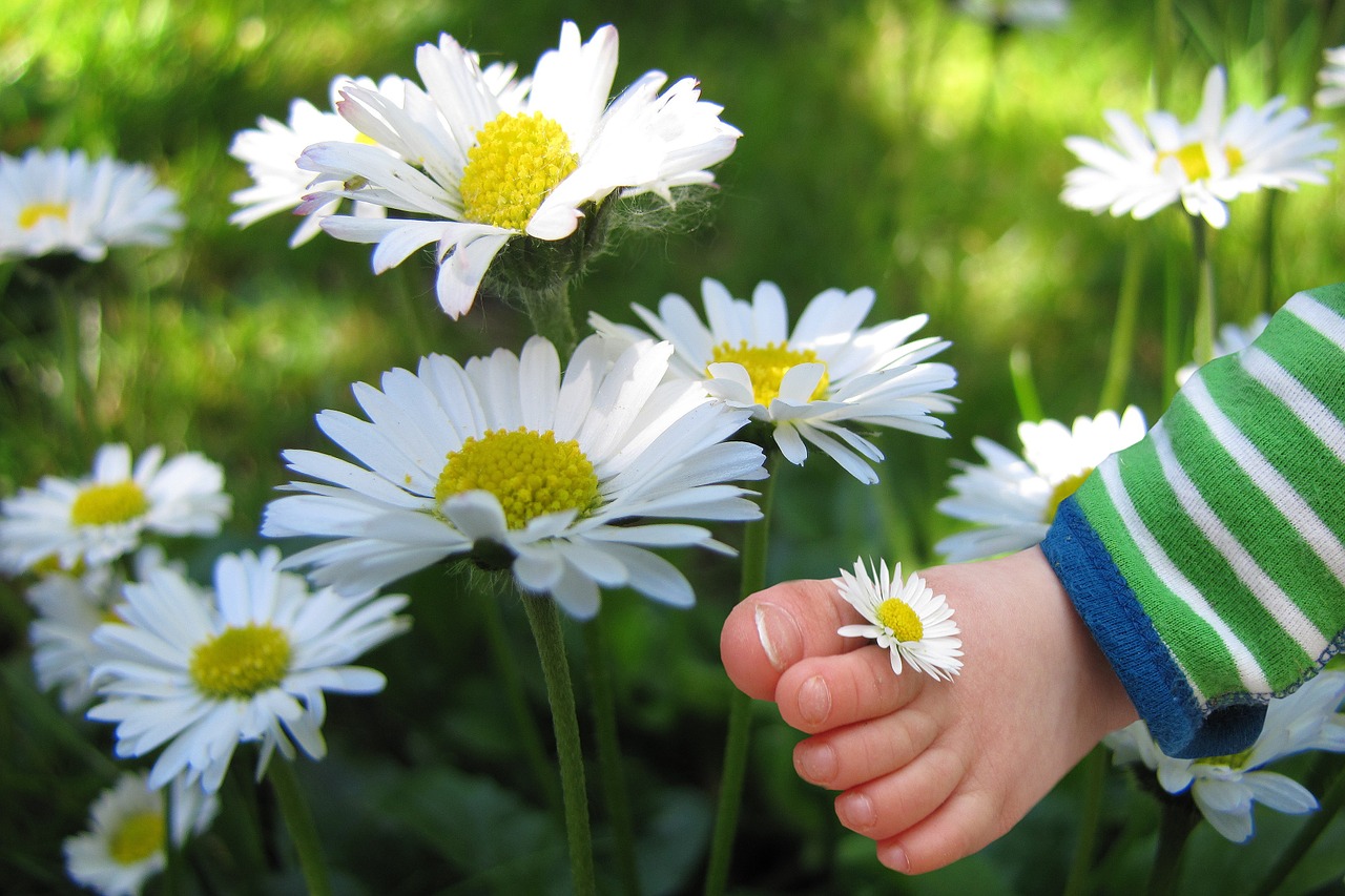 flower daisy child's free photo