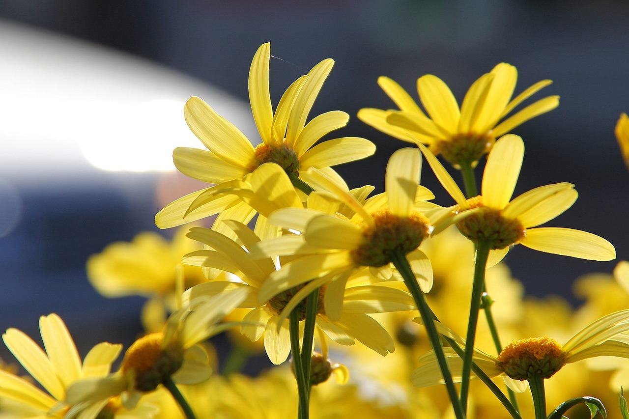 flower yellow kuusamo free photo