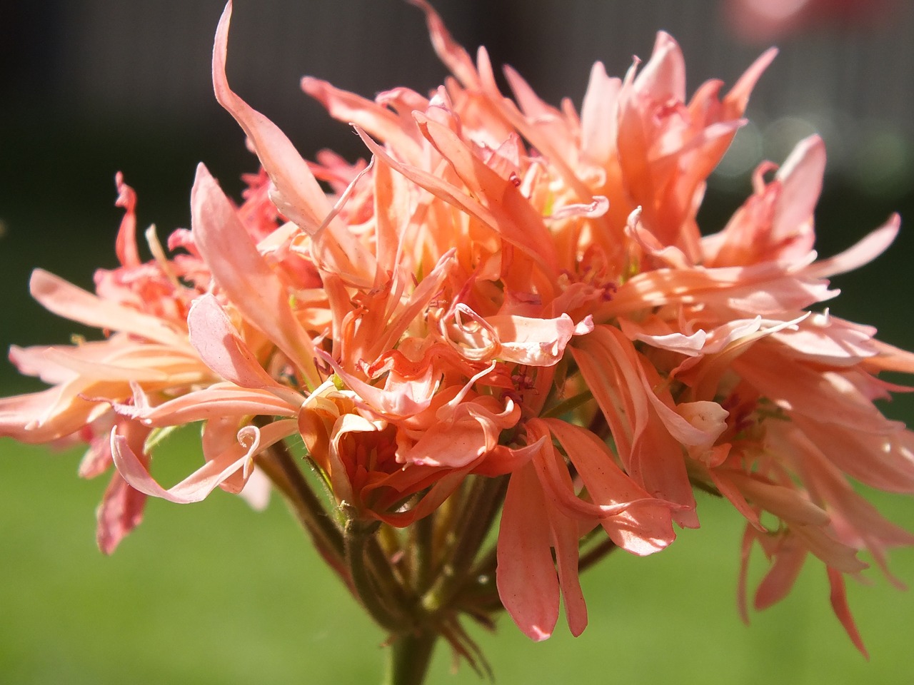 flower nature rosa free photo