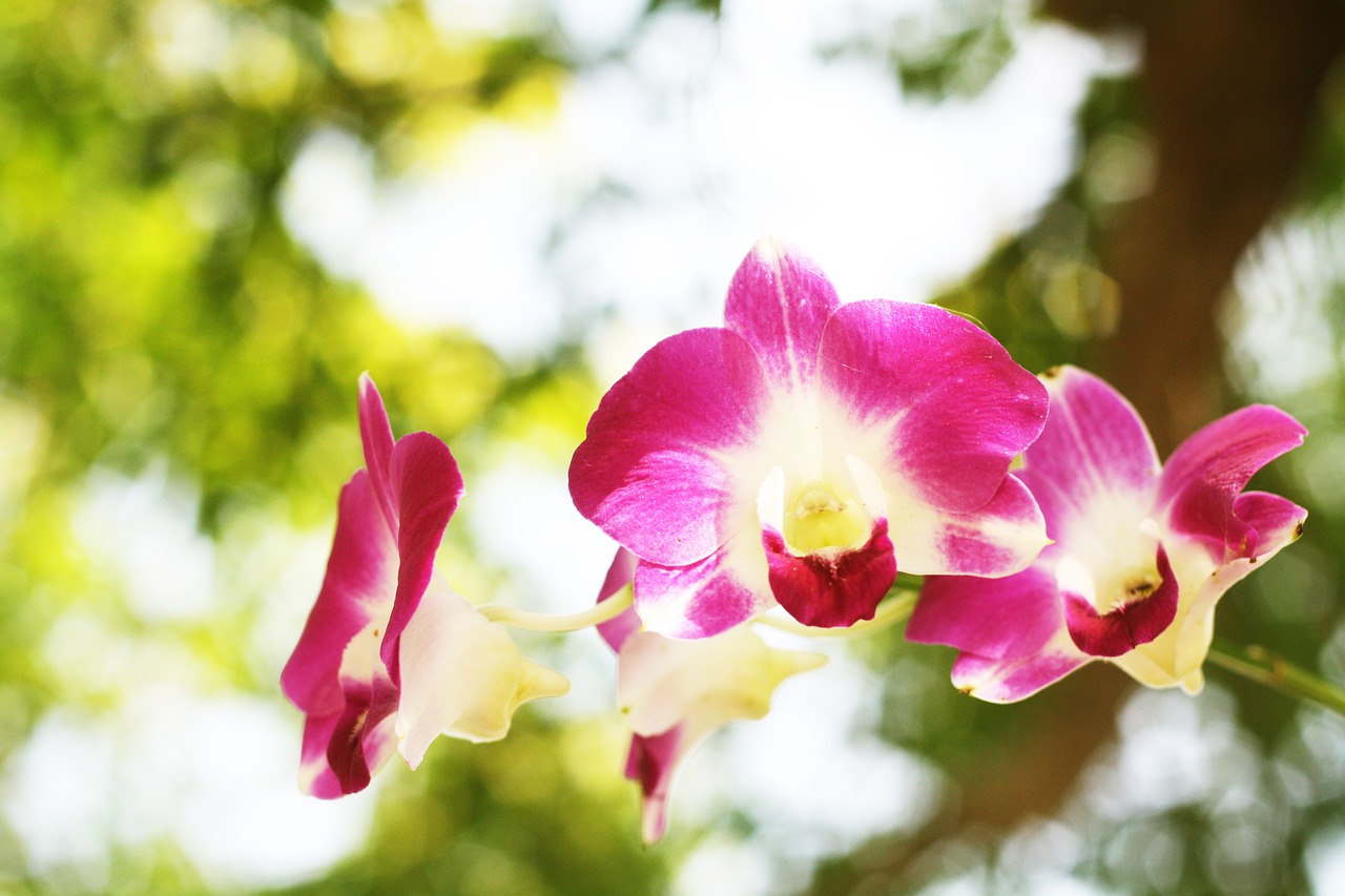 flower tree nature free photo