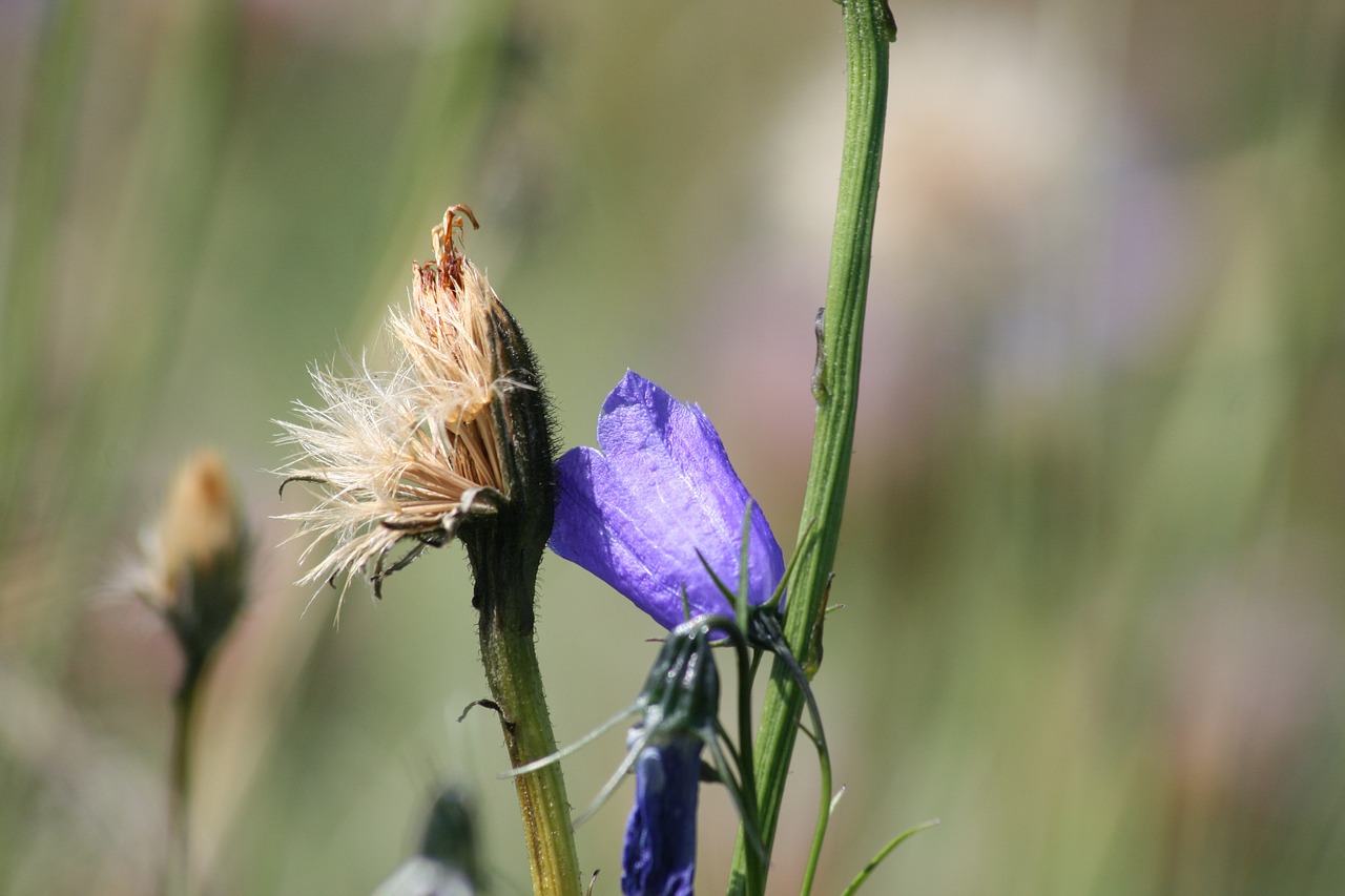 flower nature purple free photo